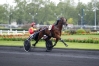 VDS-SAILLIE-DE-OURAGAN-DE-CELLAND-0