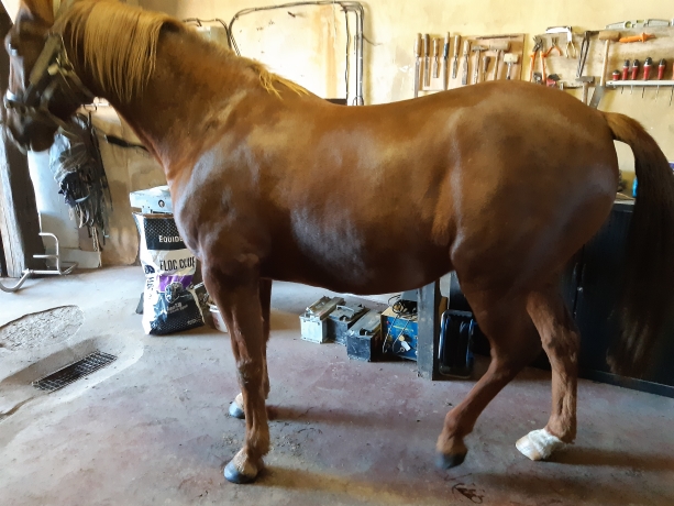 Magnifique-trotteur-2