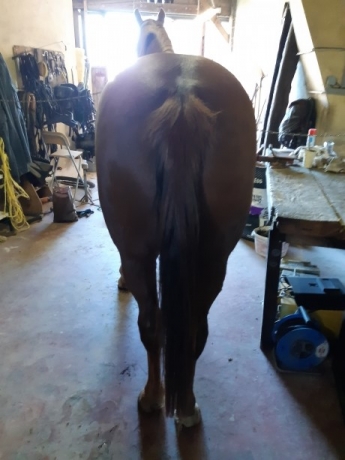 Magnifique-trotteur-0