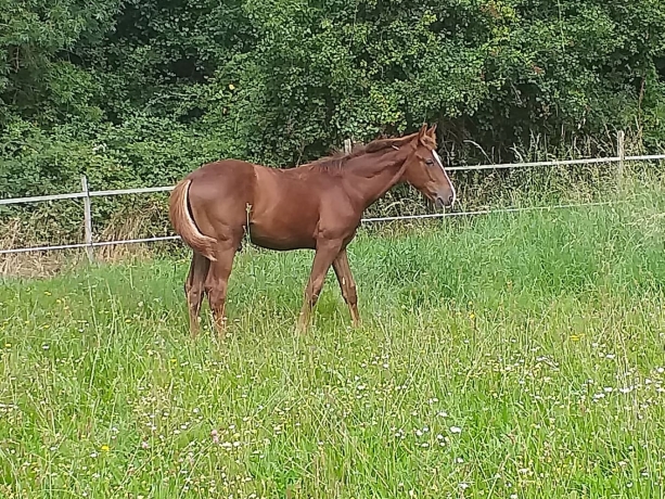 plusieurs-foals-male-0