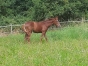 plusieurs-foals-male-0