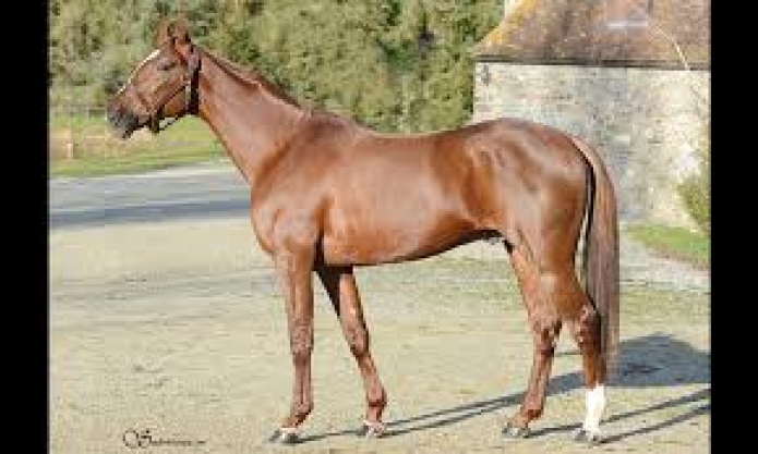 Recherche-saillies-Niky-Carat-Williams-booster-winner-2