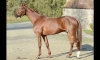 Recherche-saillies-Niky-Carat-Williams-booster-winner-2
