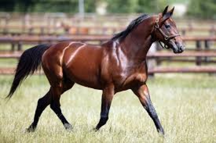 Recherche-saillies-Niky-Carat-Williams-booster-winner-1