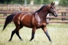 Recherche-saillies-Niky-Carat-Williams-booster-winner-1