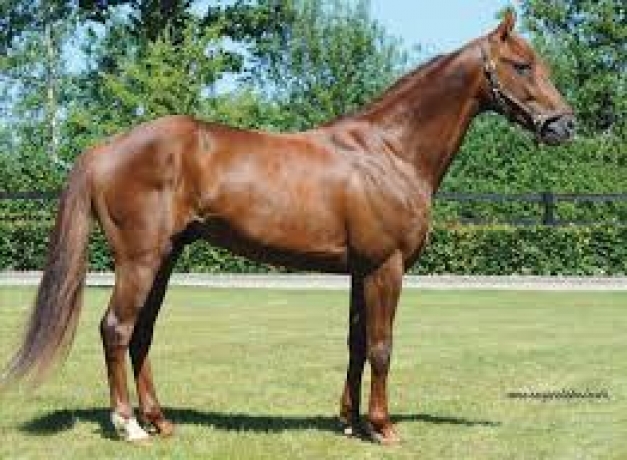 Recherche-saillies-Niky-Carat-Williams-booster-winner-0