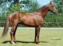 Recherche-saillies-Niky-Carat-Williams-booster-winner-0