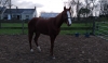 poulain--quot;j-quot;-0