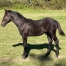 Poulain-L-1