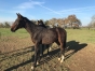 a-vendre-6-males-L-sevres-(Boccador-de-simm--0