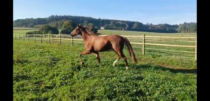 Vend-cheval-J-2