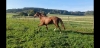 Vend-cheval-J-2
