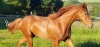 Vend-cheval-J-1