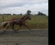 Vend-cheval-J-0