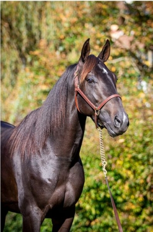 En-exclusivite-saillies-disponibles-de-Ideal-e-Ligneries