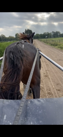 Reessaie-tous-types-de-chevaux