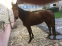 A-vendre-Fanny-Jo-1