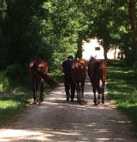 Entraineur-public-recherche-chevaux-en-location