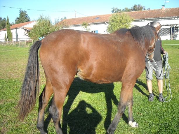 POULICHE-0