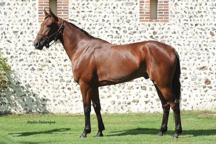 Propose-saillie-ou-arrangement-avec-l---etalon-Che-Jenilou-0