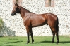 Propose-saillie-ou-arrangement-avec-l---etalon-Che-Jenilou-0