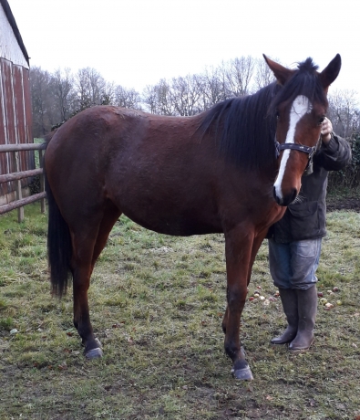 cheval-trotteur-0