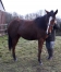cheval-trotteur-0