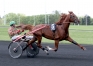 Saillies-petit-prix---0