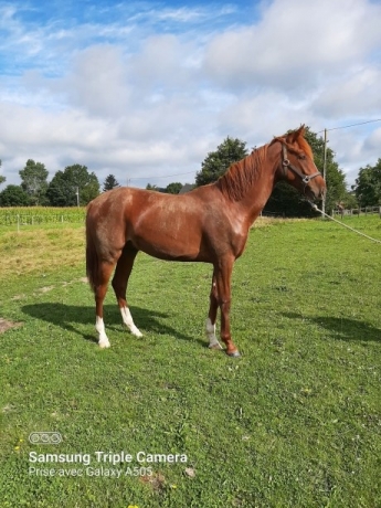 Vends-male--quot;-K--quot;-garantie-non-debourre-0