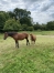 Foals-L-tres-bonnes-origines-0