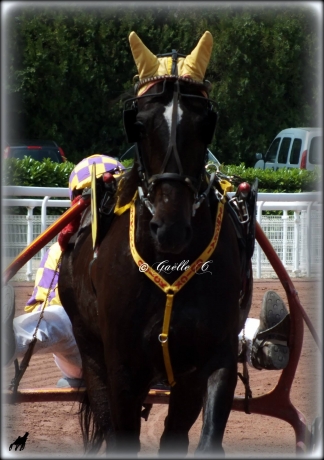 Entraineur-Trot-Sud-Ouest