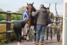 Chevaux-a-courir-2