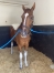 Chevaux-a-courir-1