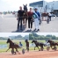 Chevaux-a-courir-0