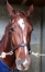 Cede-GAMINE-D---ECROVILLE-1---13------6-(4-victoires-et-37-890--euro;-de-gains)-Va-attelee-et-montee--2