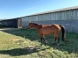 Poulinieres-saillies-reglees--foals-1