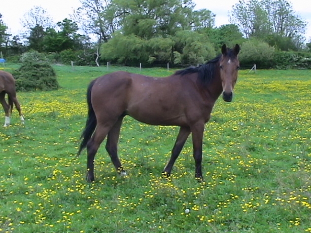 poulain-1