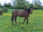 poulain-1