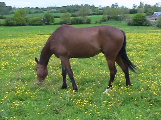 poulain-0