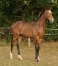 SUPERBE-FOAL-L-par-FASTISSIME-bien-ne-1