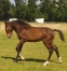 SUPERBE-FOAL-L-par-FASTISSIME-bien-ne-0