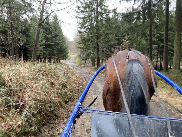 Achete-chevaux-0