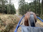 Achete-chevaux-0