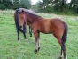 LOVE-CHASER-par-NICE-LOVE-1---11------9-et-FILENOSE-par-SAPHIR-D---HAUFOR-1---13-2