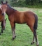 LOVE-CHASER-par-NICE-LOVE-1---11------9-et-FILENOSE-par-SAPHIR-D---HAUFOR-1---13-0