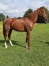 Vends-male--quot;-K--quot;-garantie-non-debourre-0