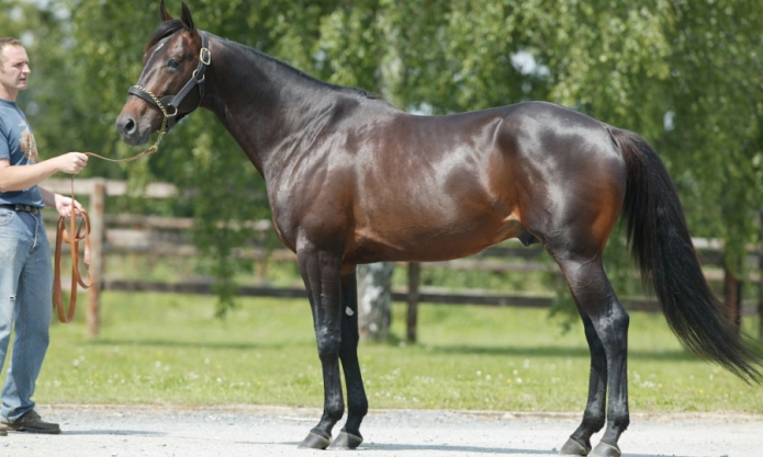 5-saillies-fils-de-READY-CASH-0