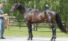 5-saillies-fils-de-READY-CASH-0