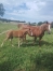 Echange-contre-part-d---etalon-pouliniere-E-pleine-s-ur-de-gagnante-de-groupe-1-0