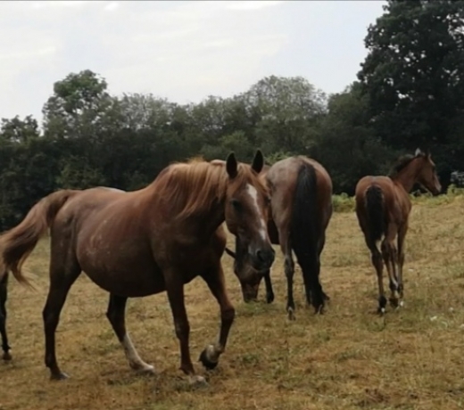 echange-contre-cheval-amateur-ou-autre